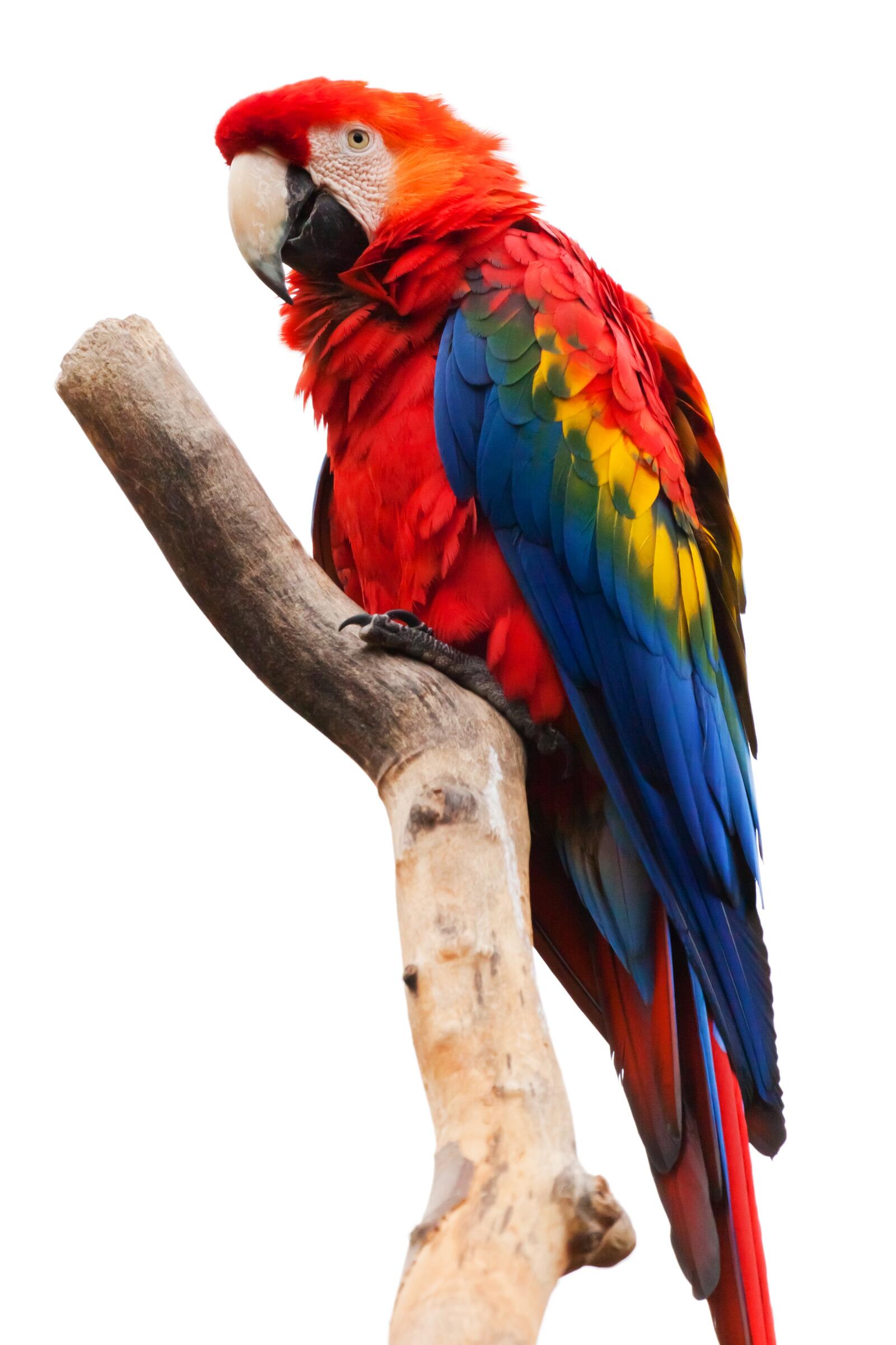 Бесплатное фото Большой попугай на ветке