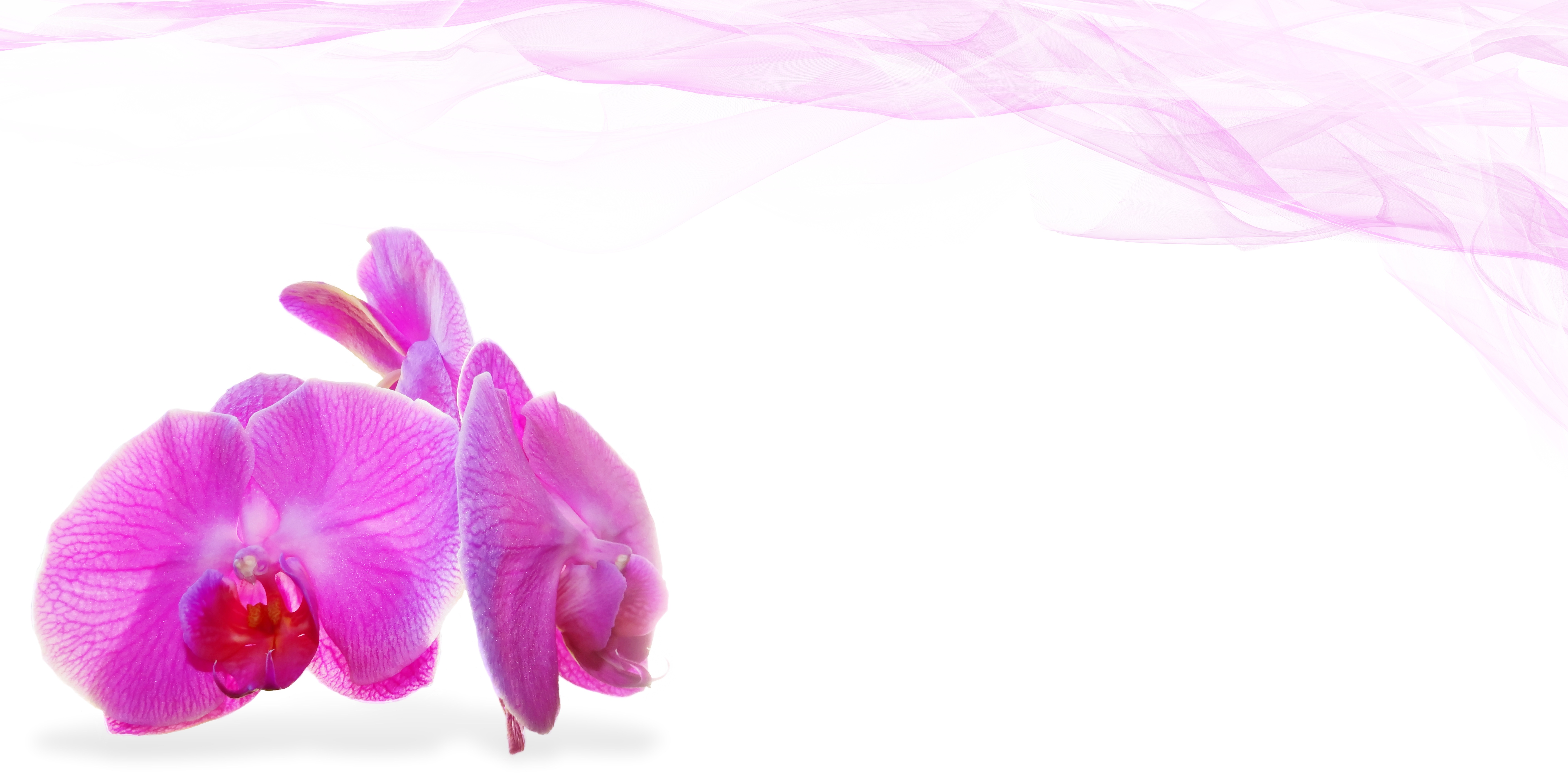 Фото бесплатно цветок, растение, фиолетовый
