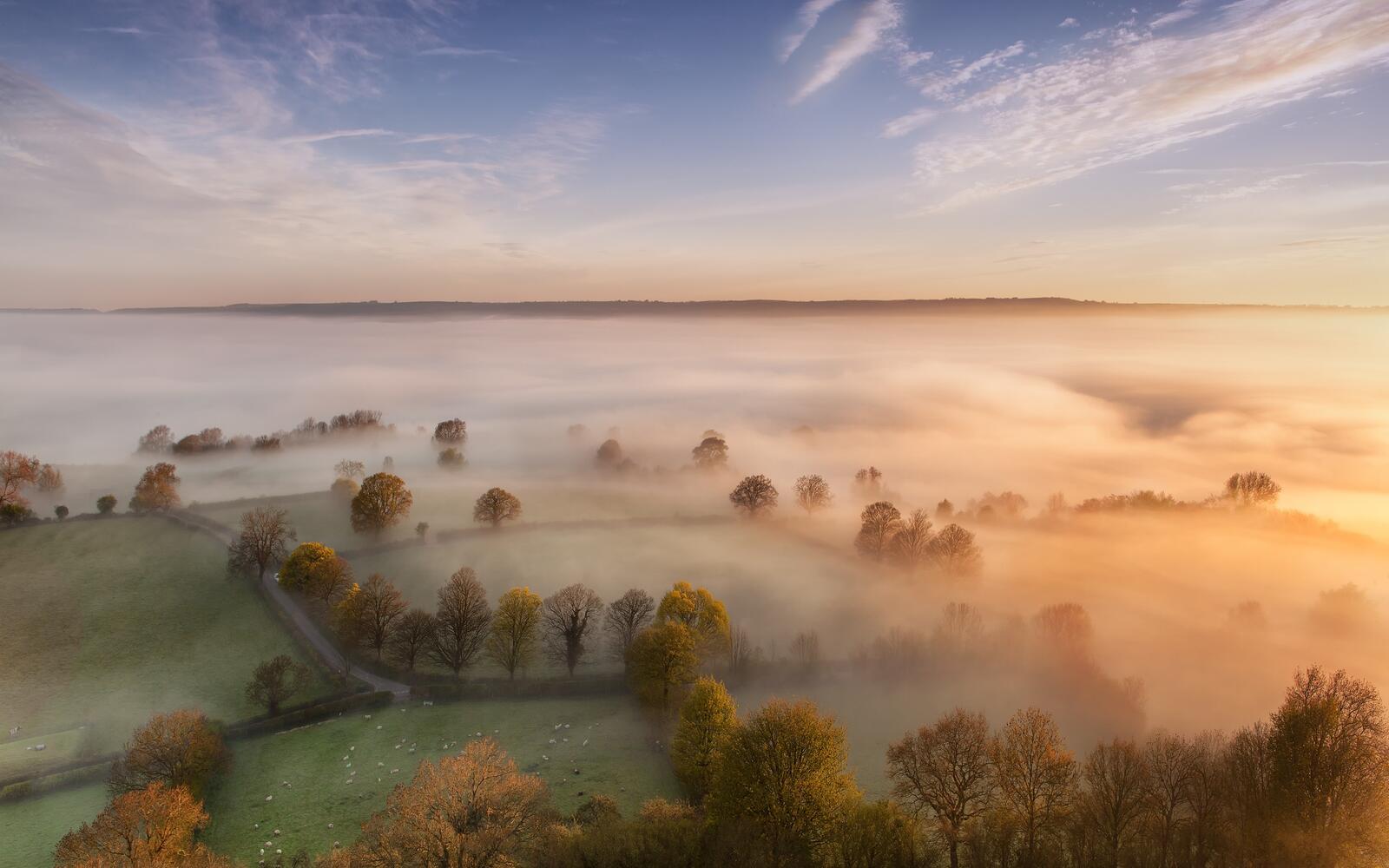 Бесплатное фото Утренний туман на поле с деревьями