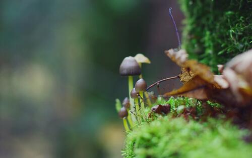 A mushroom growing in moss