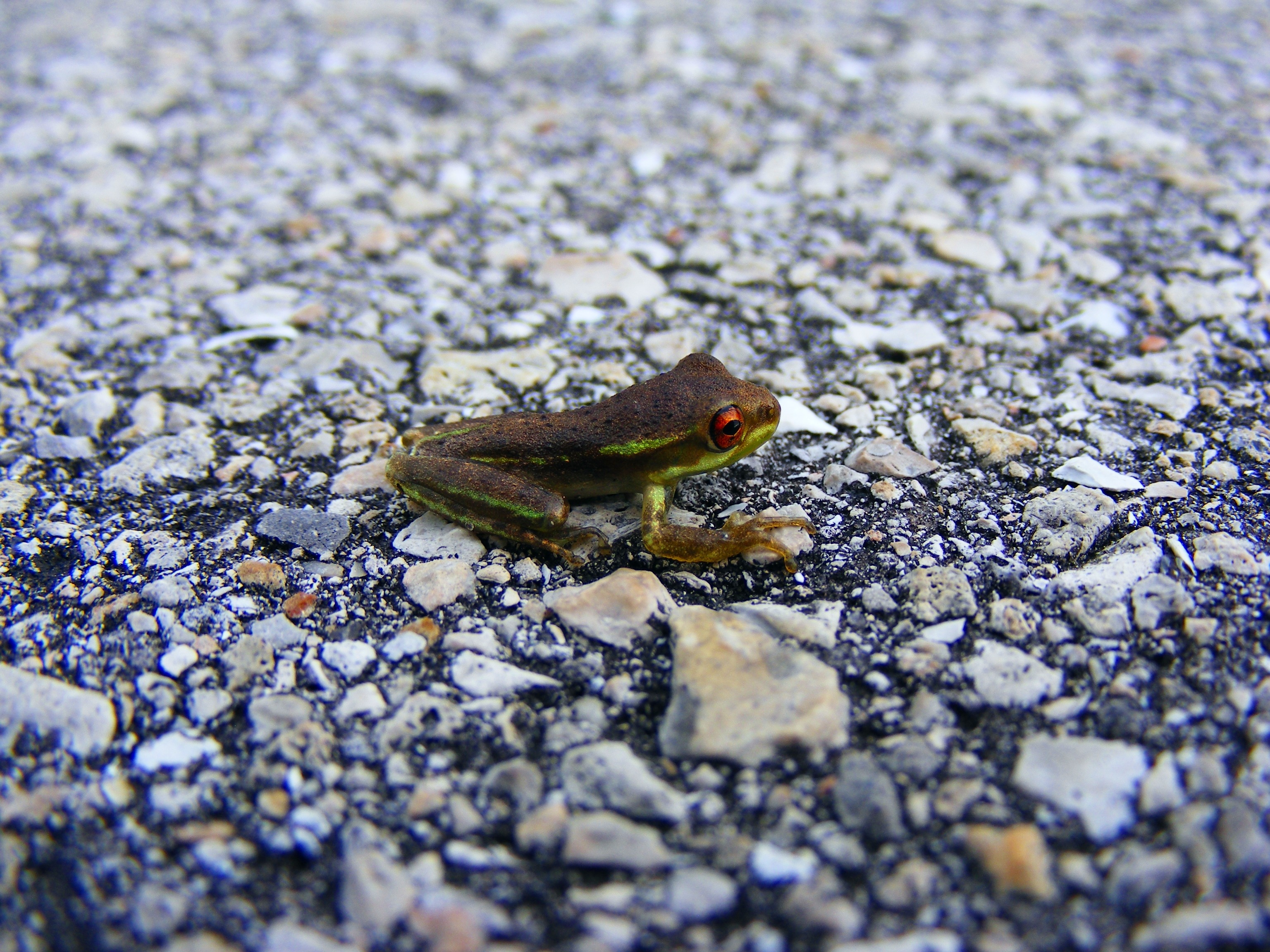 Бесплатное фото Маленький лягушонок
