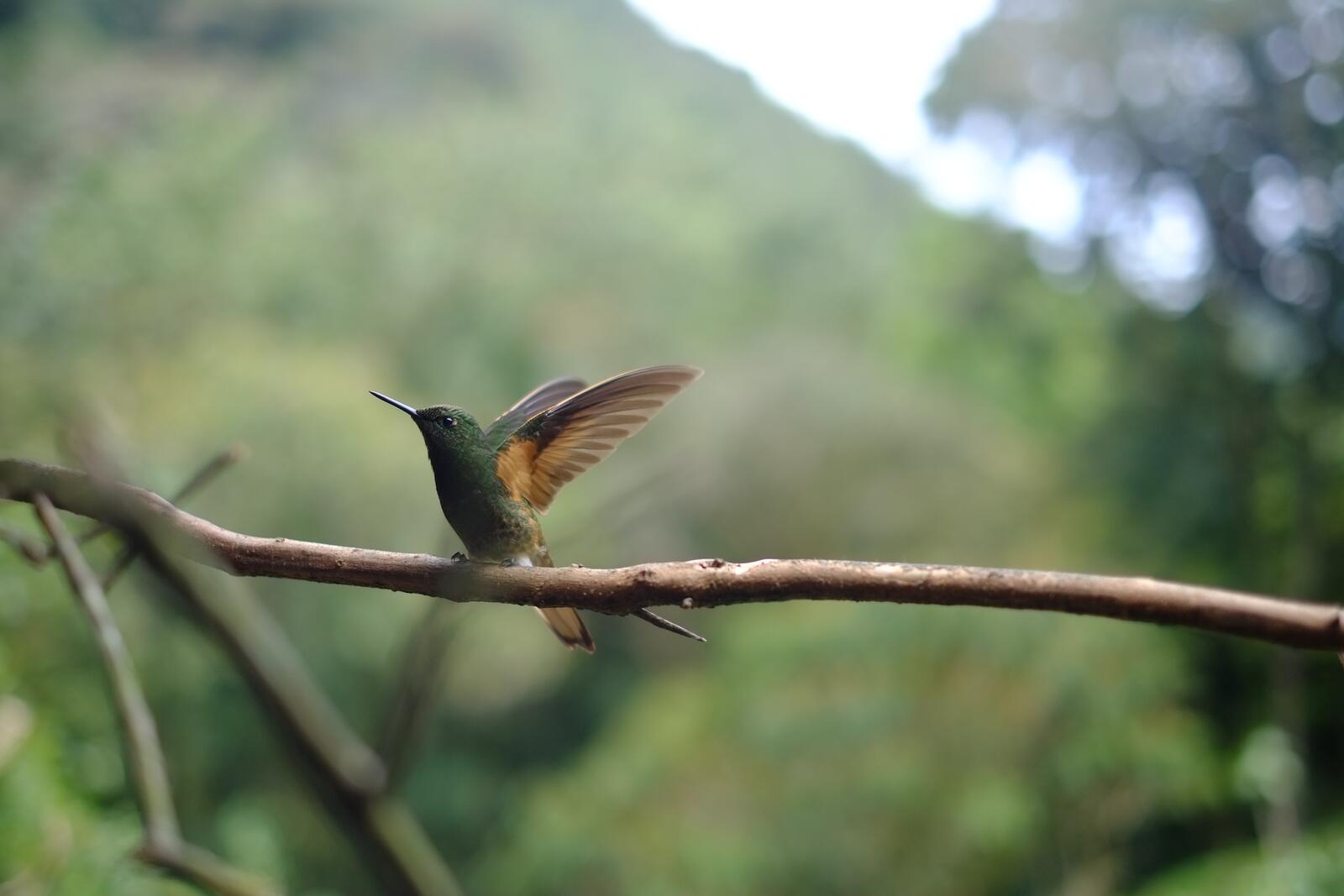 Бесплатное фото Маленькая птичка колибри взлетает с веточки