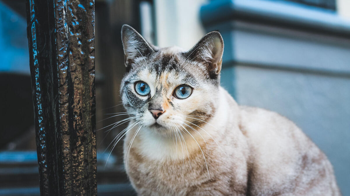 Blue-eyed kitty