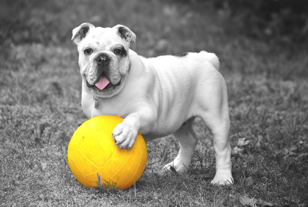 White French bulldog with a ball