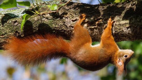 A squirrel crawls up a tree trunk