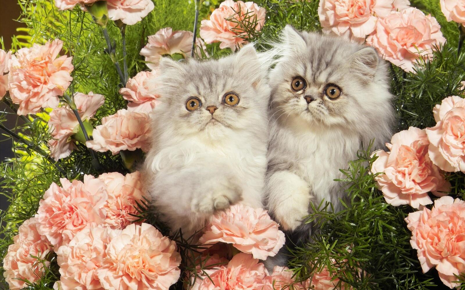 Бесплатное фото Пушистые серые котята в цветах
