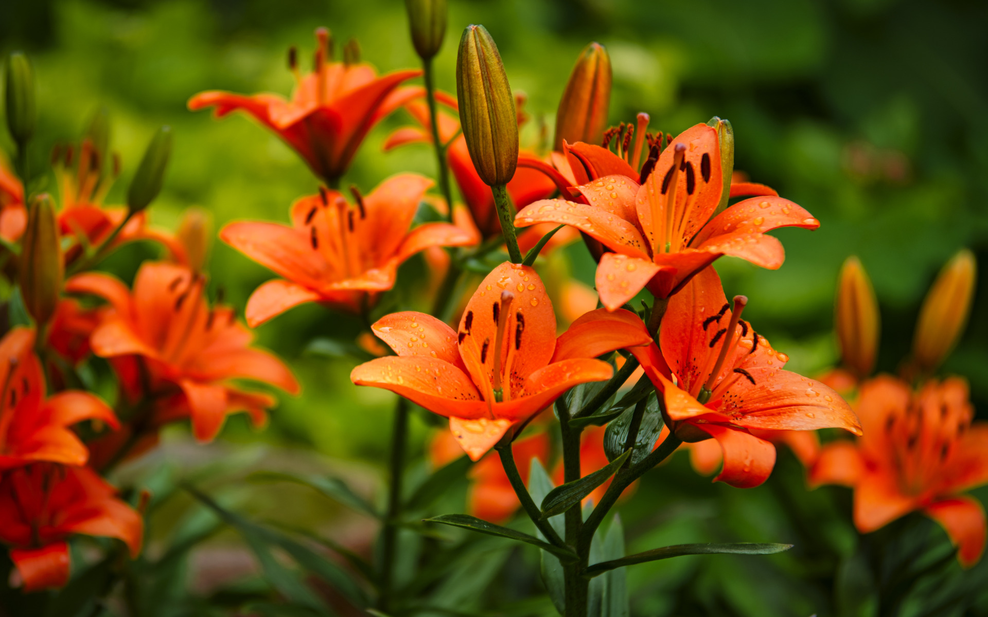 Free photo Lily flowers.