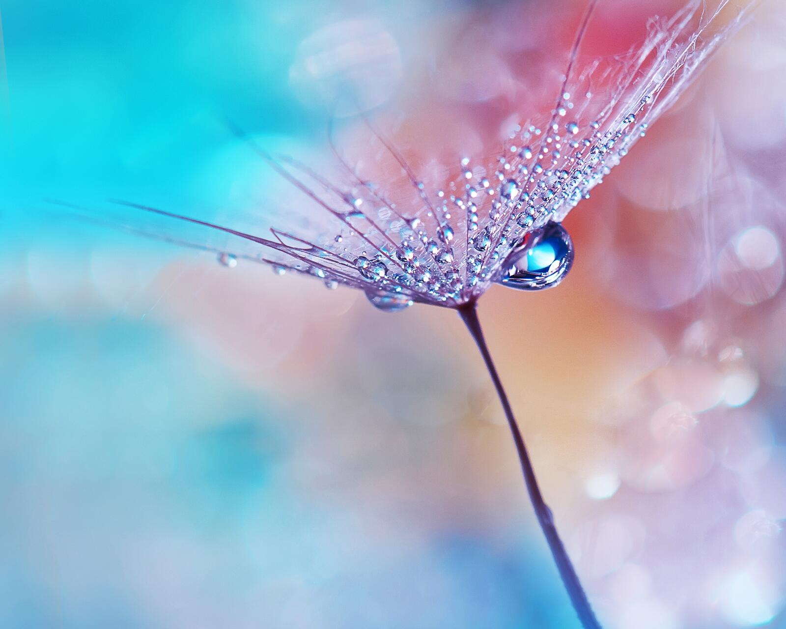 Бесплатное фото Капли воды на легком цветке