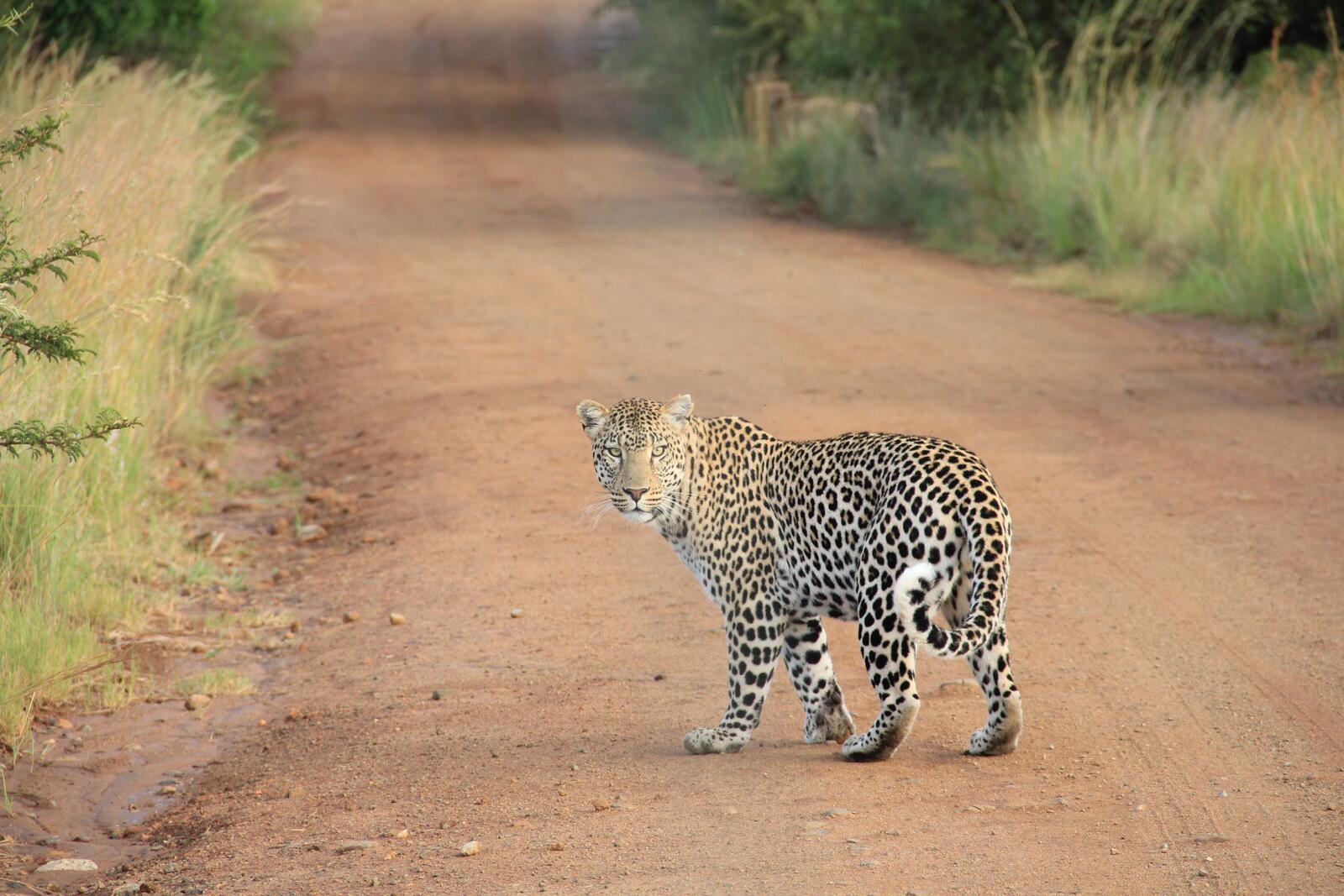 Free photo A leopard crossing the road