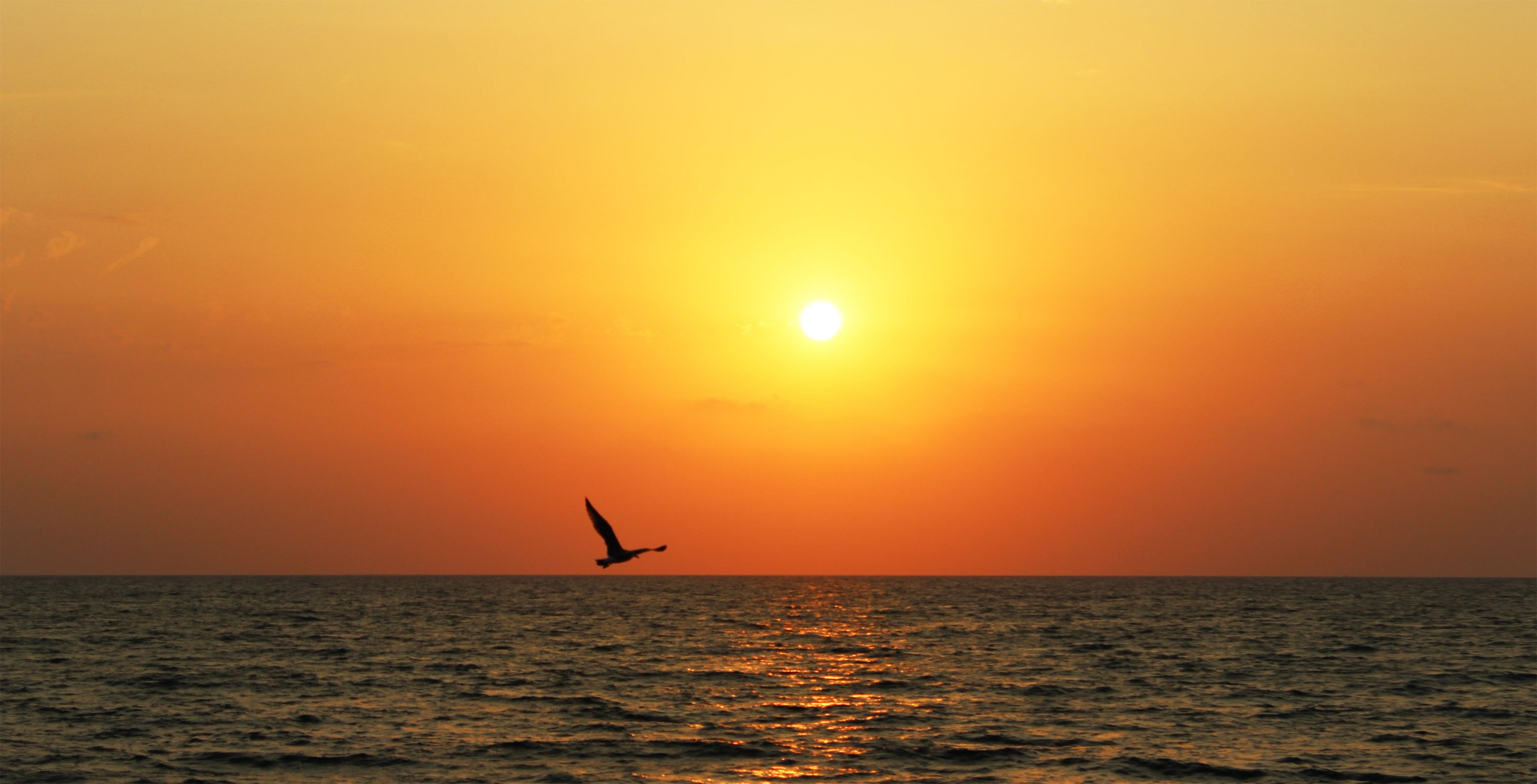 海鸥在夕阳下飞翔