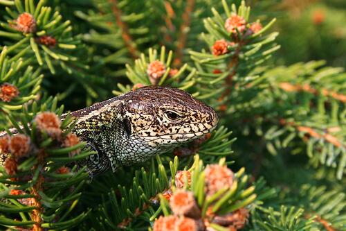 A sand lizard in the branches of a Christmas tree.