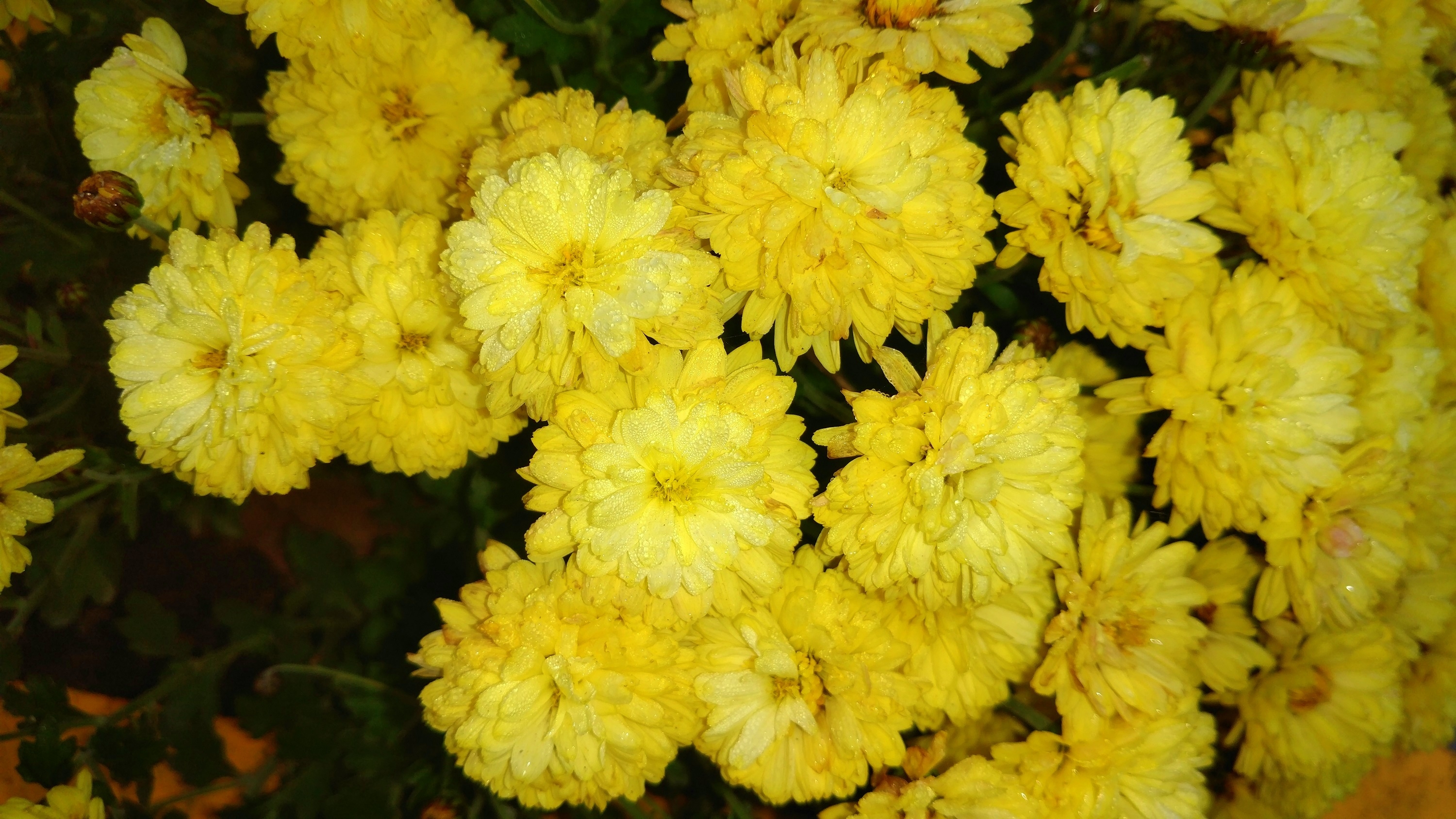 Кустарник желтых хризантем