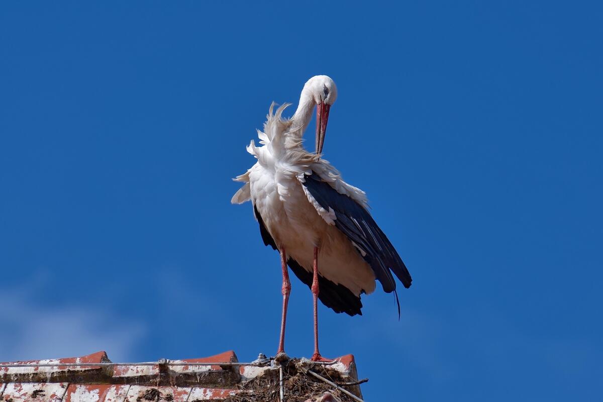 A stork combing his hair after a nap