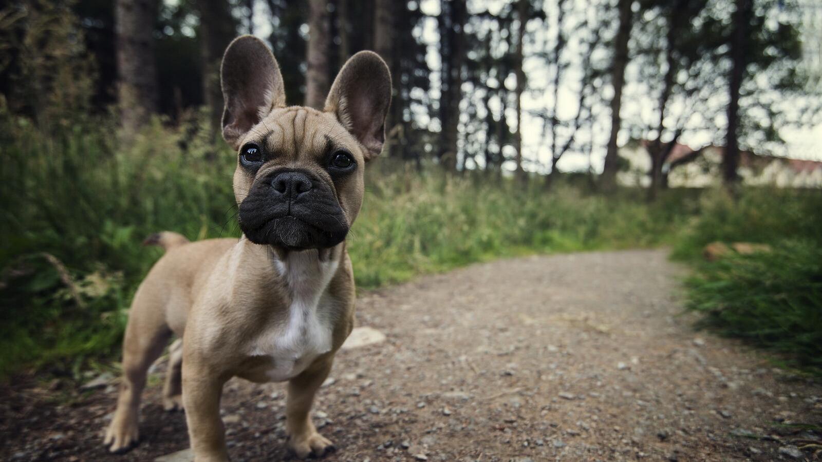 Free photo A French bulldog on a forest path.