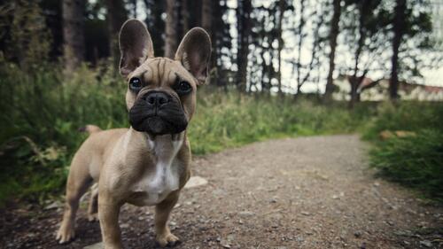 A French bulldog on a forest path.