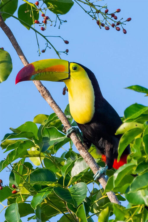 A toucan sits on a twig with green leaves.