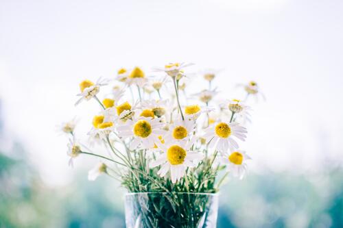 A vase of white daisies