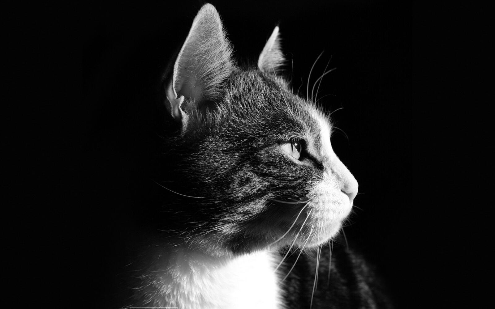 Бесплатное фото Портрет монохромной кошки