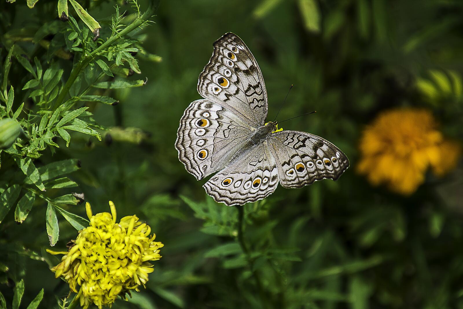 Красивая бабочка с серебристыми крыльями