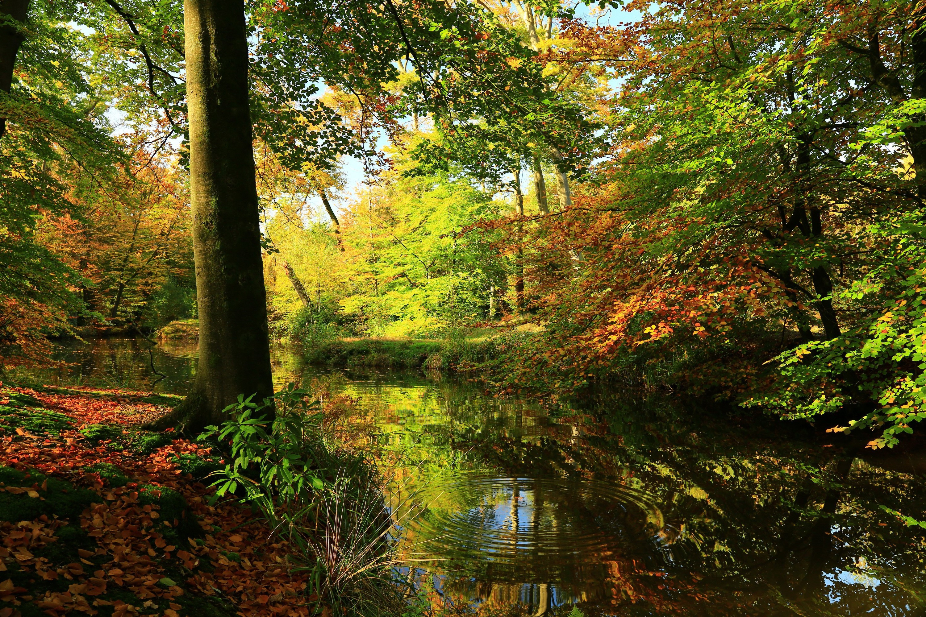 Бесплатное фото Пейзаж с рекой в осеннем лесу