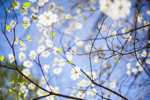 Spring blossom trees