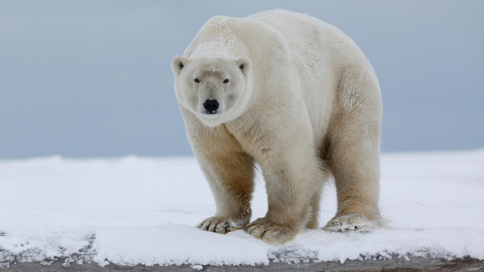 免费照片北极熊发现了摄影师