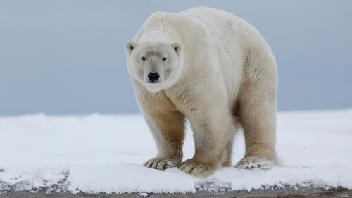 The big polar bear is watching you
