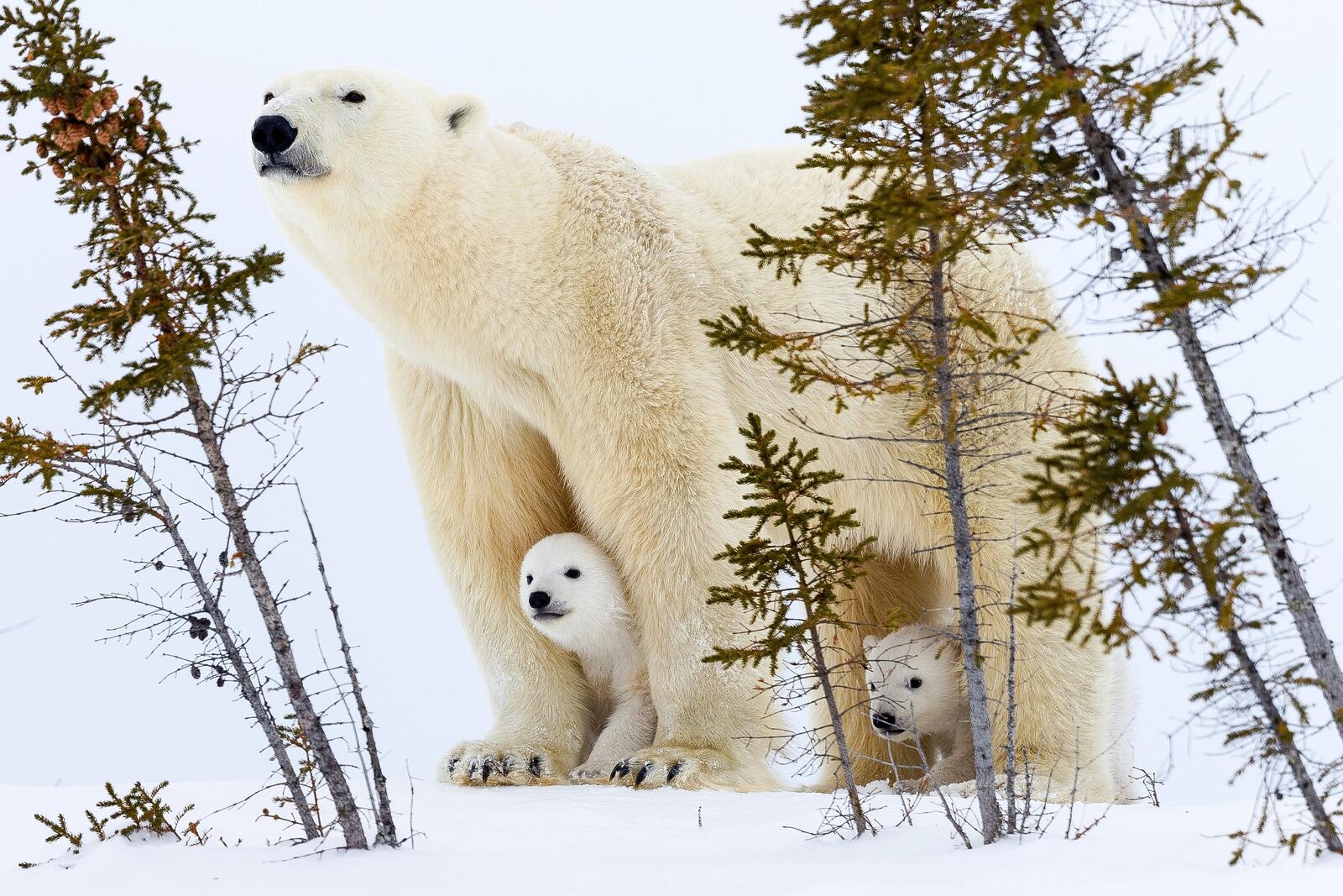 Бесплатное фото Белая медведица с двумя медвежатами