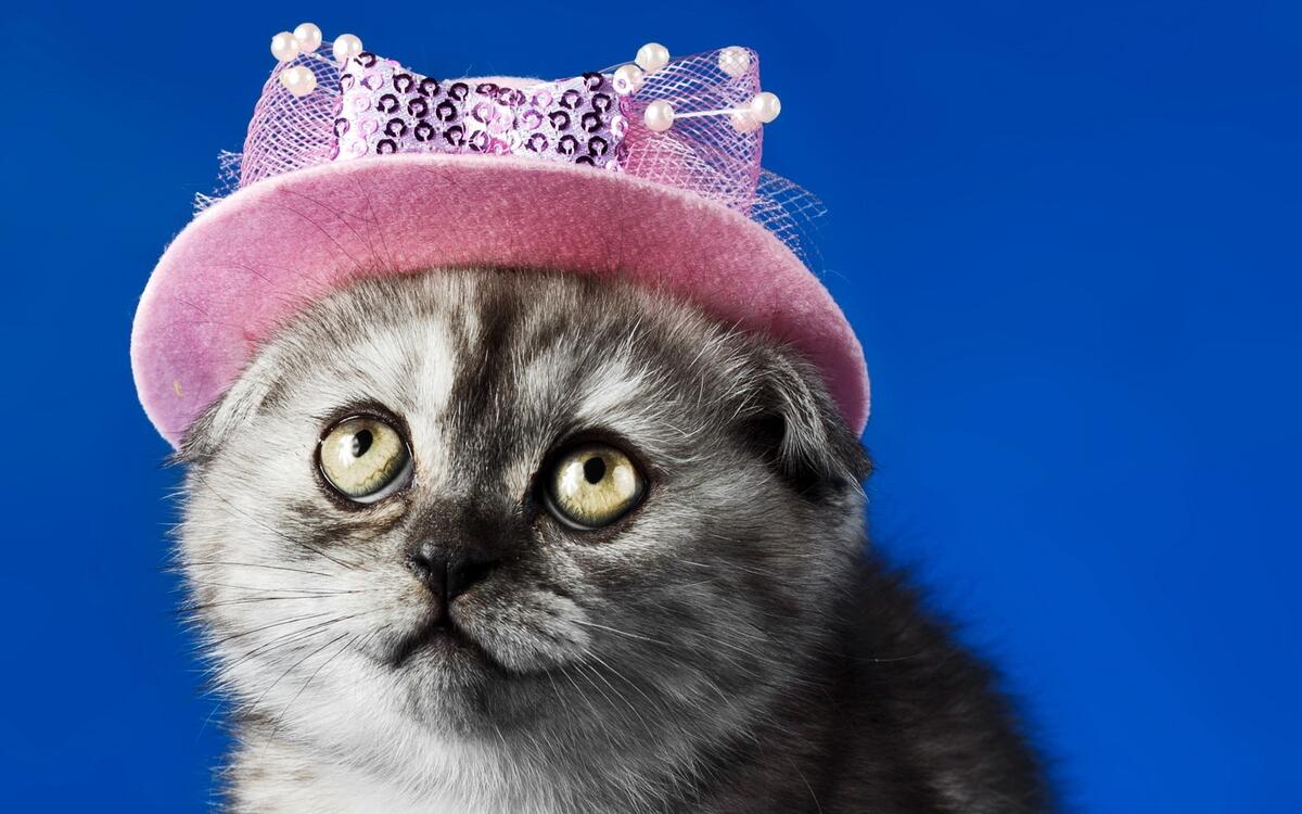 Милый котенок в розовой шляпке
