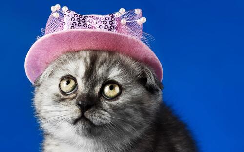 Милый котенок в розовой шляпке