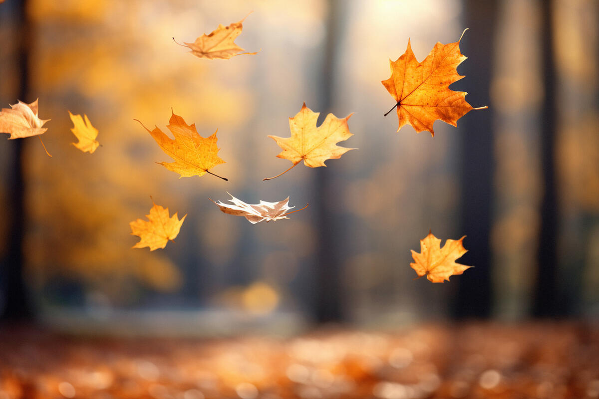 Falling fall maple leaves