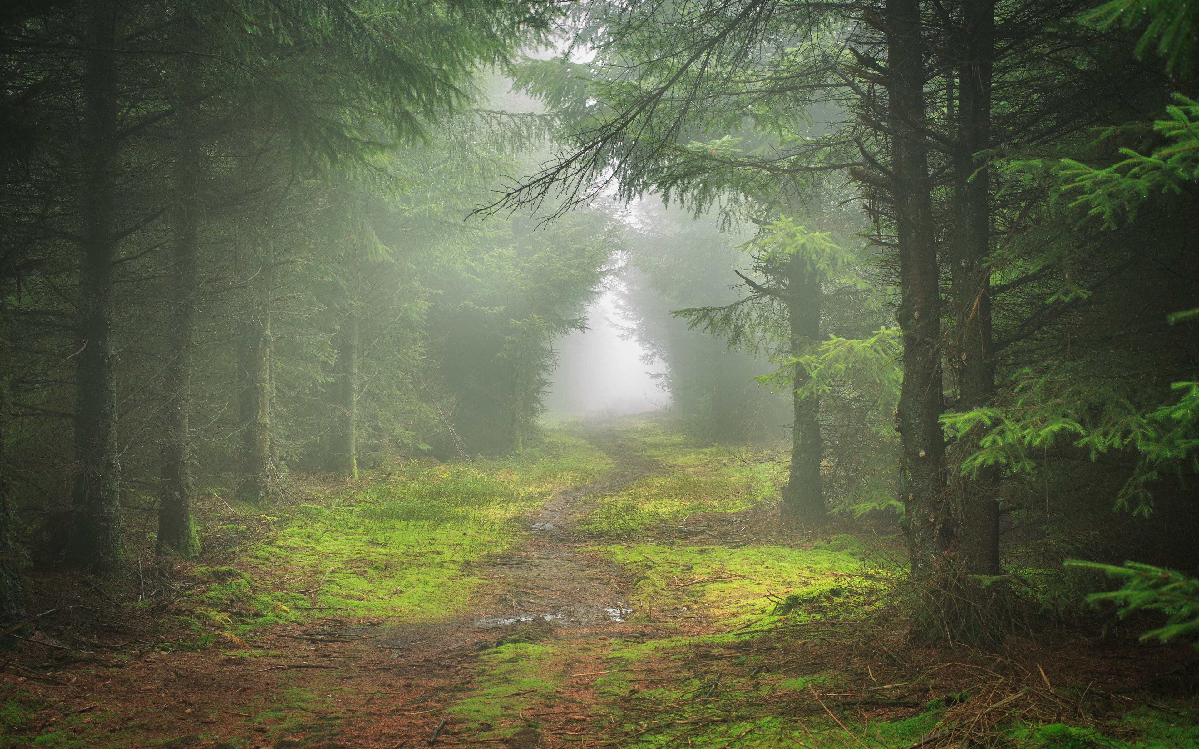 Free photo A path through a dense green forest in the fog