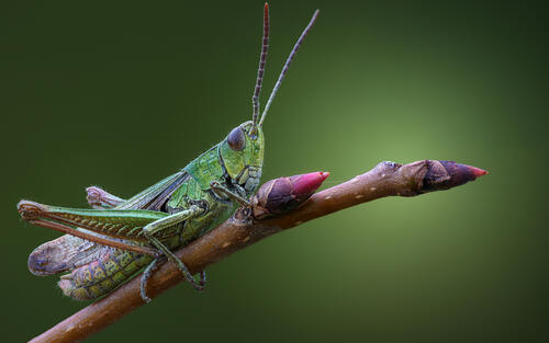 Grasshopper sits on a tree branch