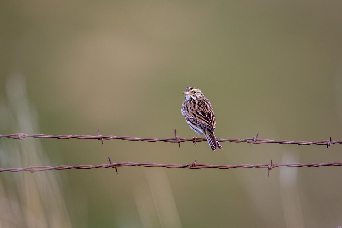 There`s a bird sitting on the barbed wire.