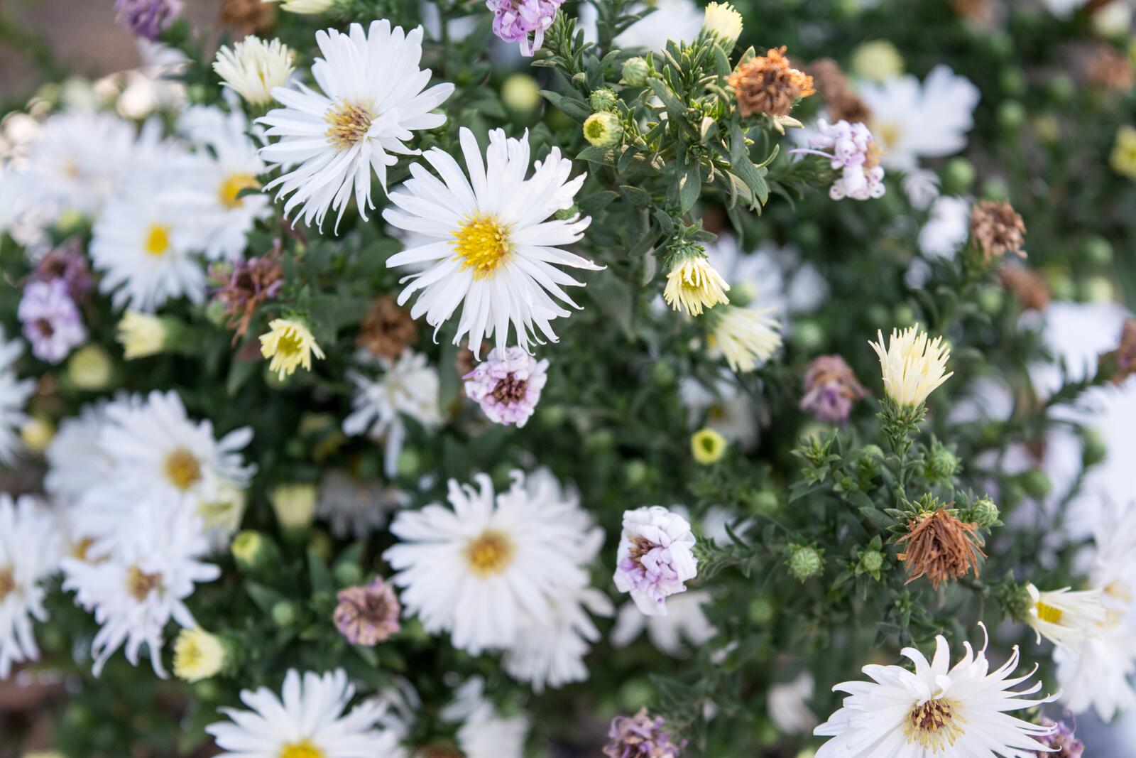 免费照片玛格丽塔-雏菊的花丛