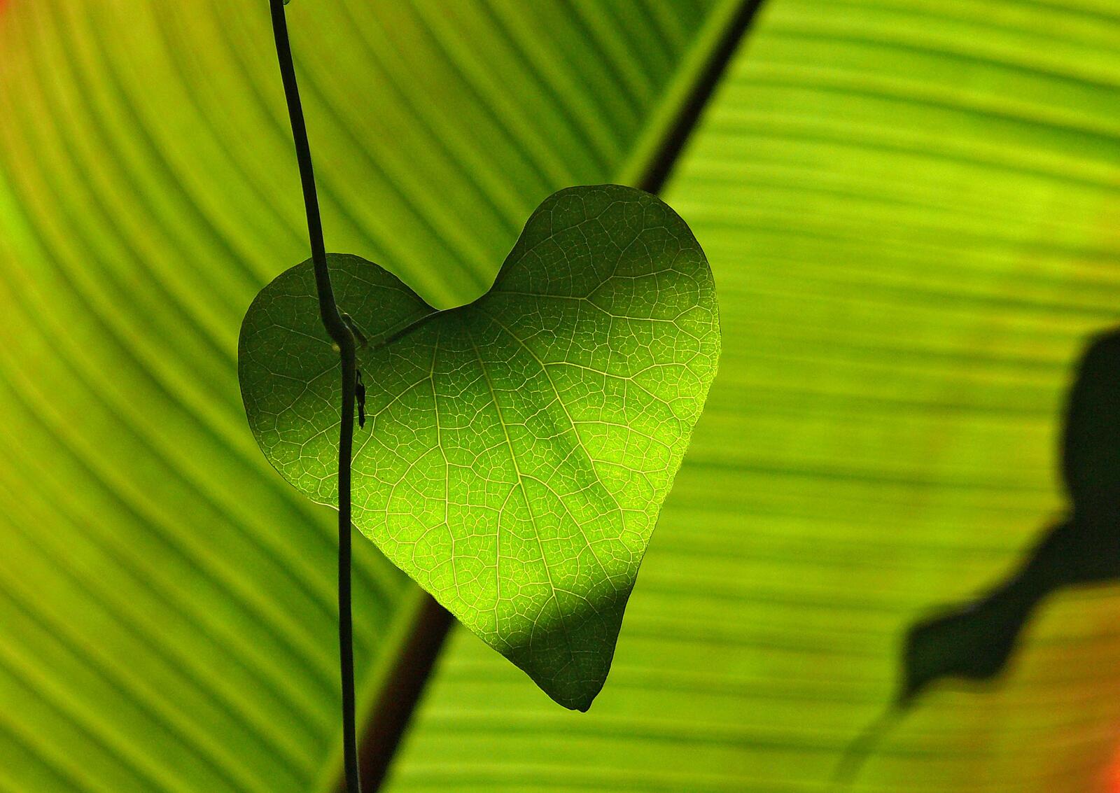 Free photo Green leaf