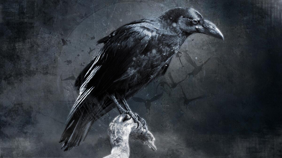 Wallpaper with a black raven on a branch