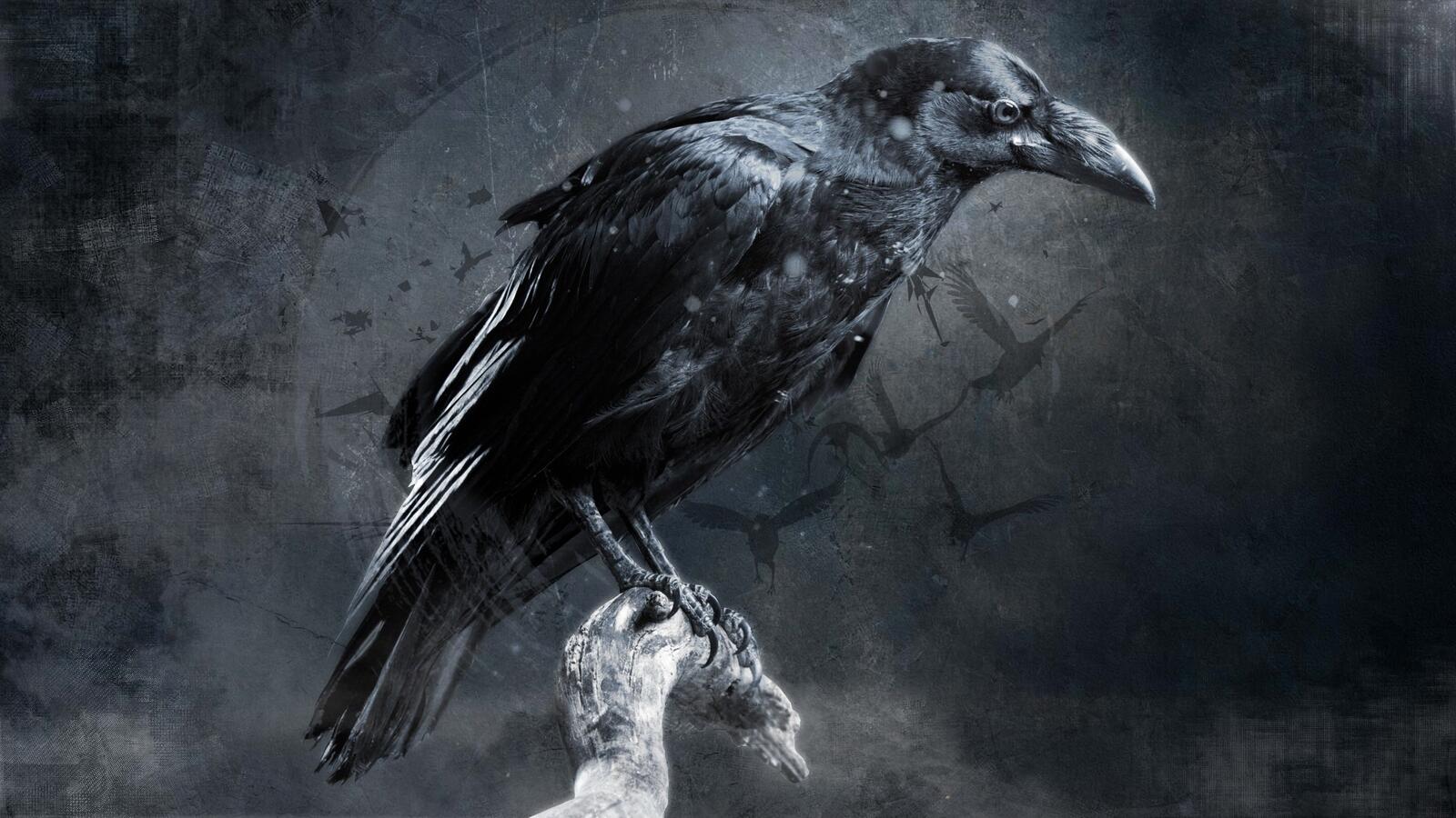 Free photo Wallpaper with a black raven on a branch