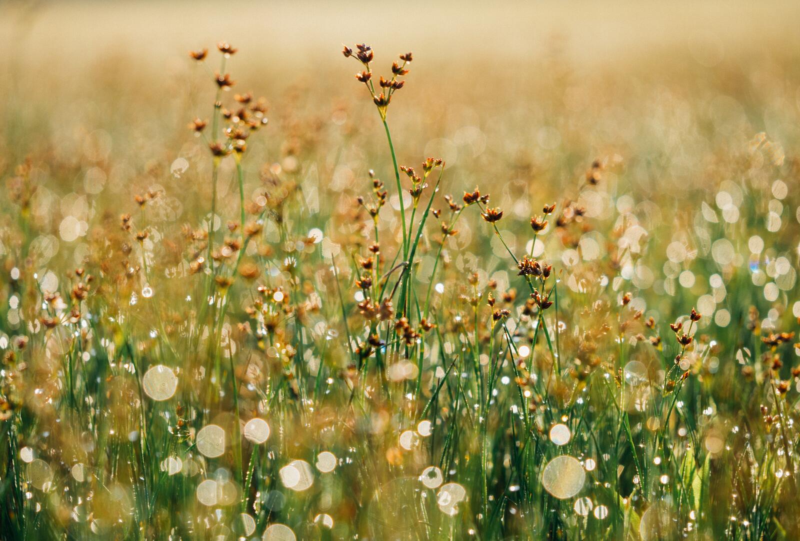 Бесплатное фото Капли дождя на поле с высокой травой