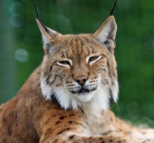 Sleepy lynx