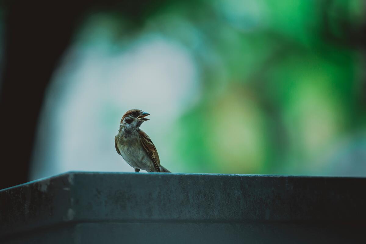 A sparrow chirps on a concrete city slab