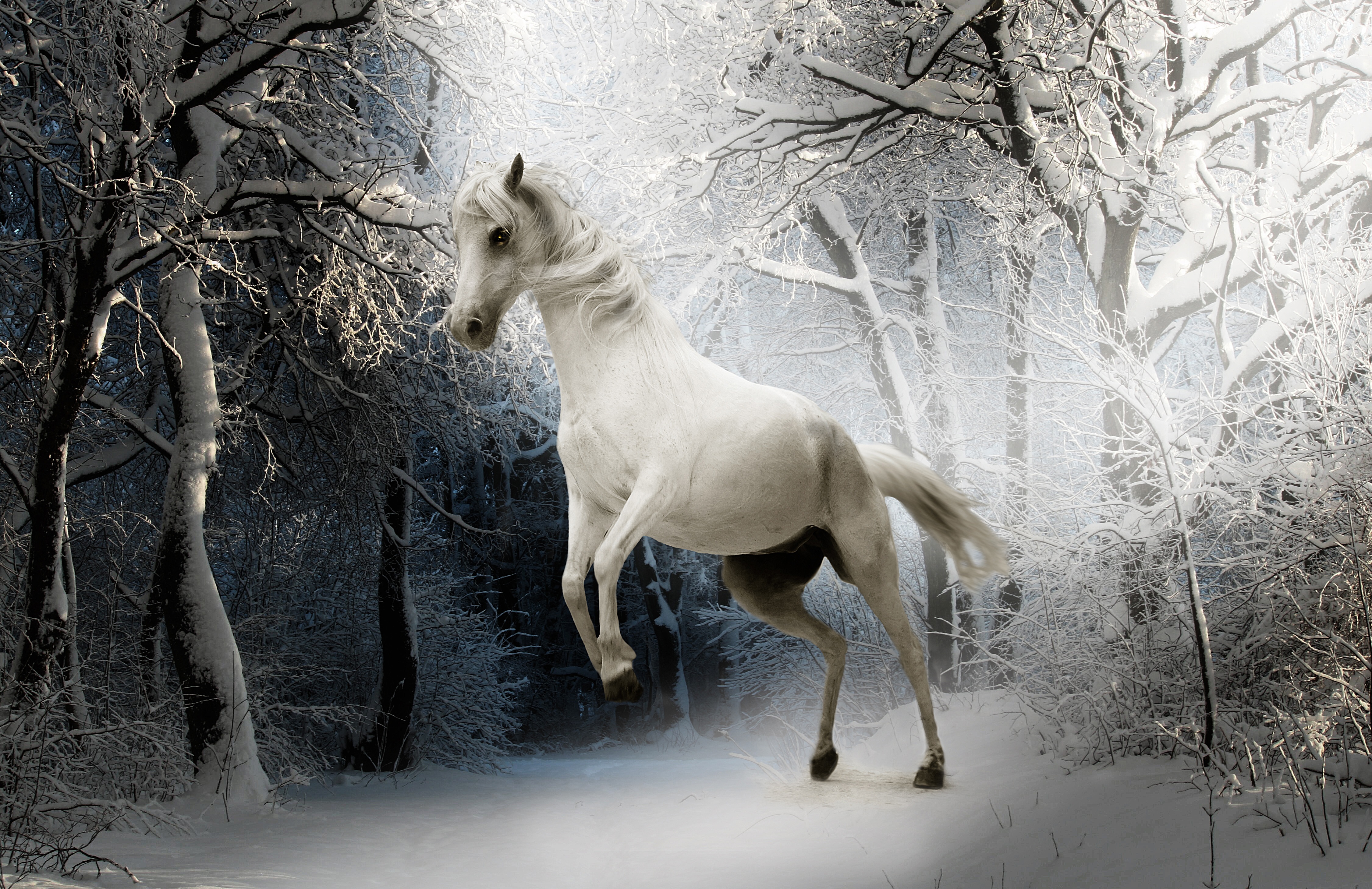 Лошади времен года. Белый конь. Лошадь зима. Лошади зимой картинки. Снежный конь.