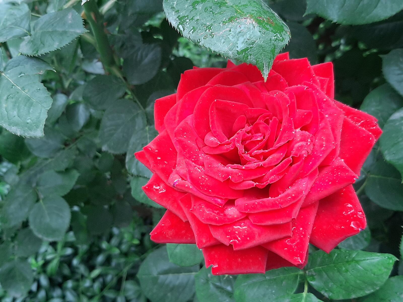 Free photo Red rose with water droplets