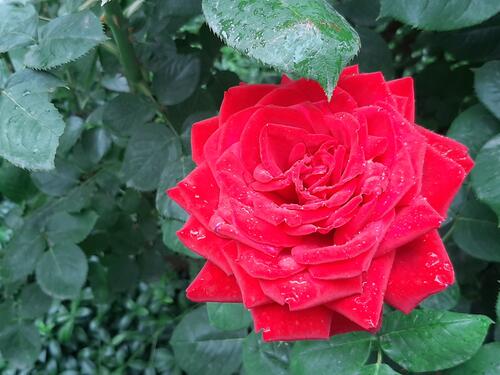 Red rose with water droplets