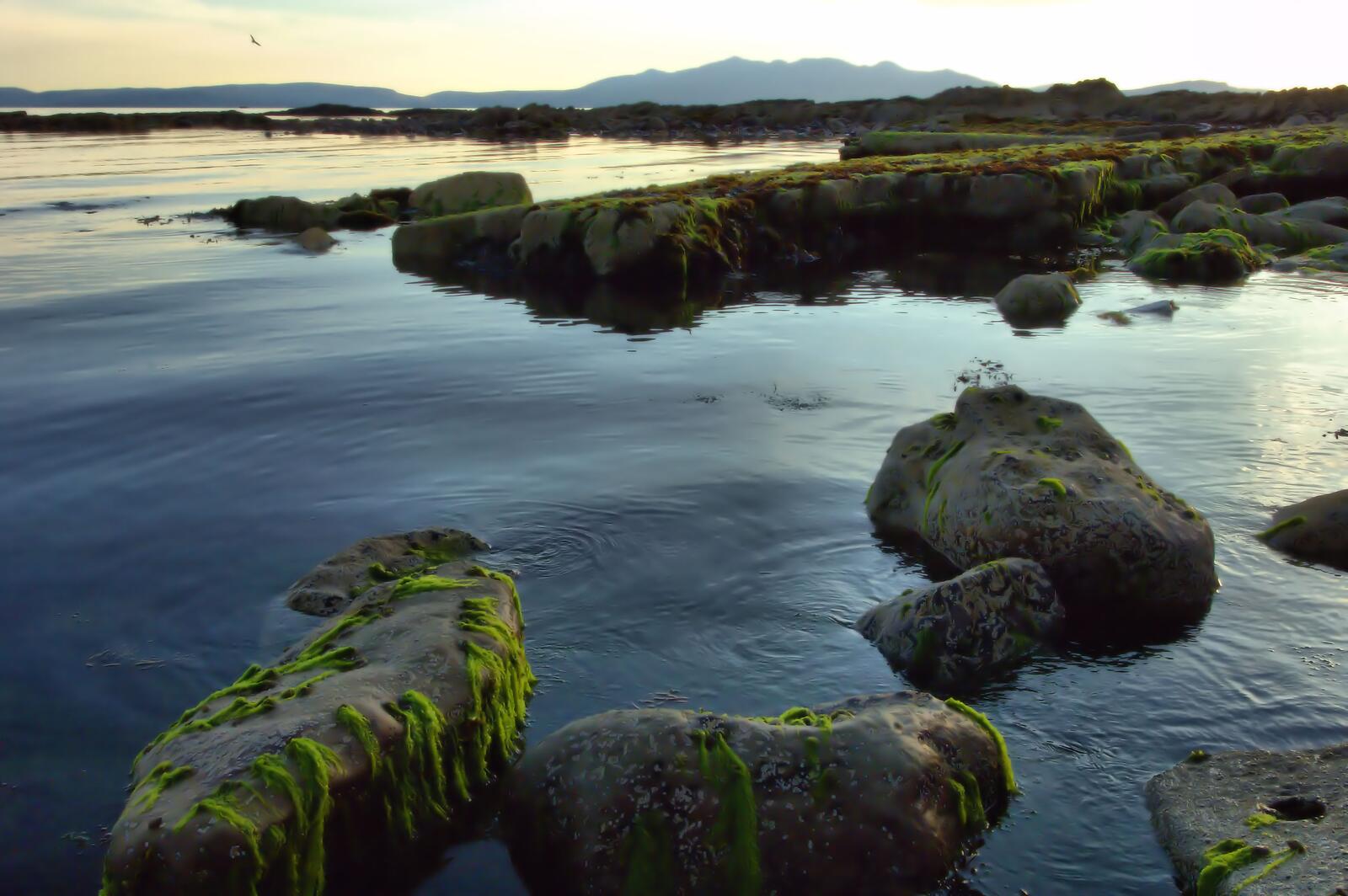 Бесплатное фото Камни покрытые илом возле берега моря