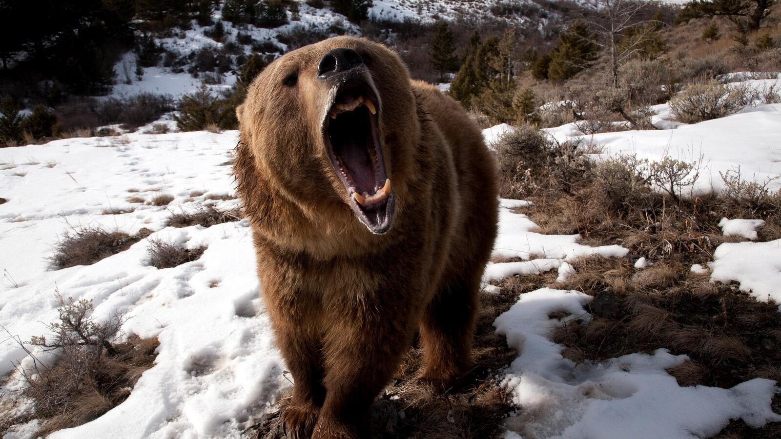 Free photo Angry bear