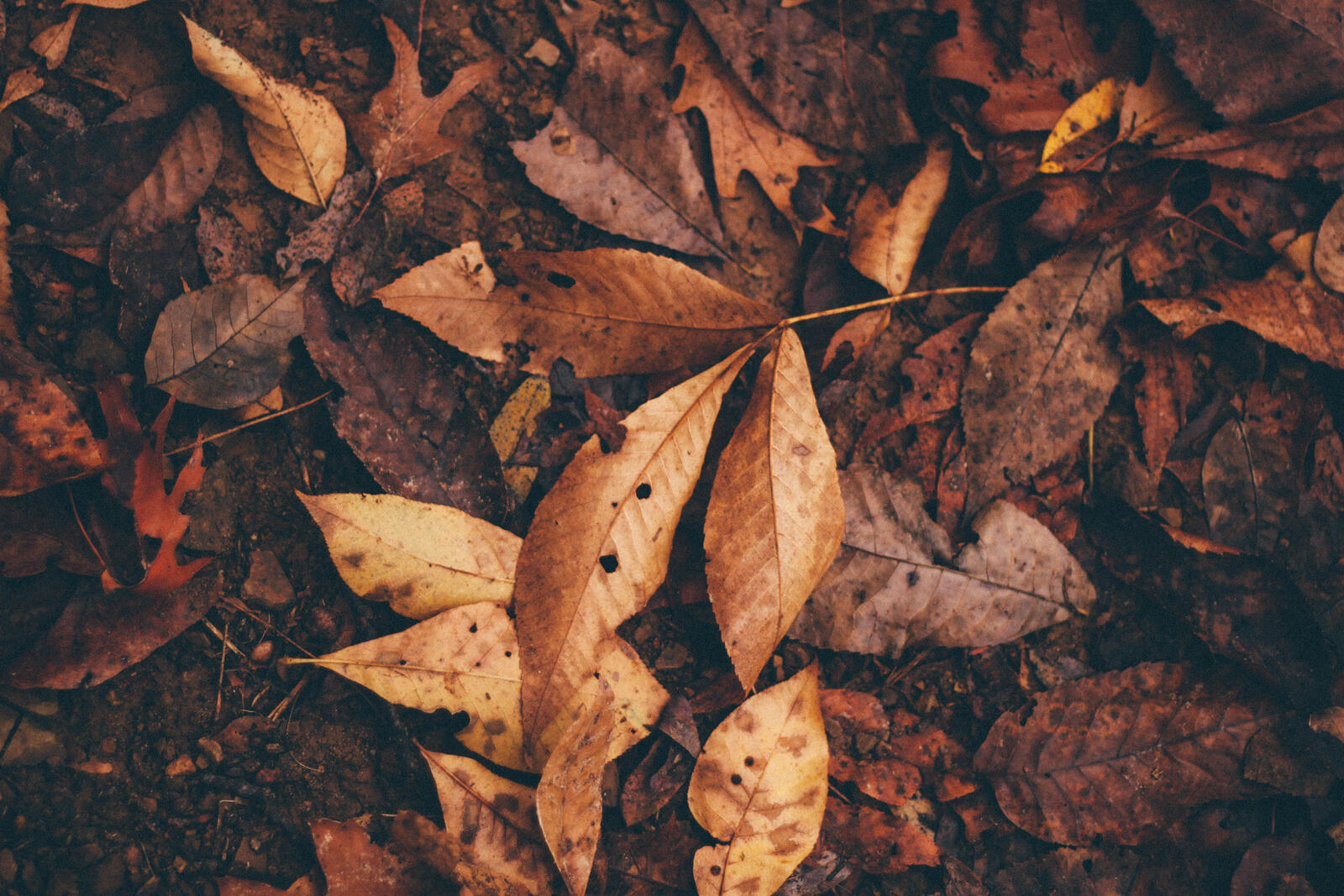 Бесплатное фото Земля усеянная осенними опавшими листьями