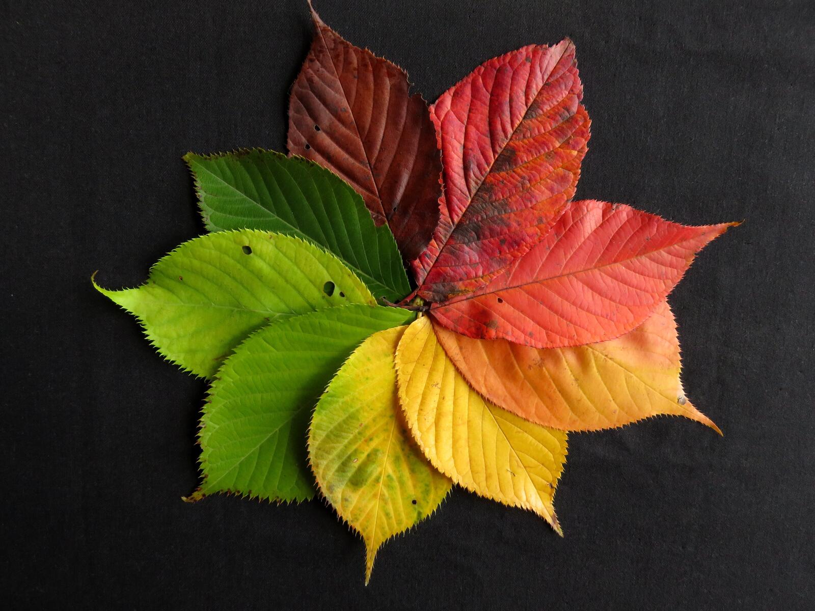 Бесплатное фото Изменение цвета листьев по времени года