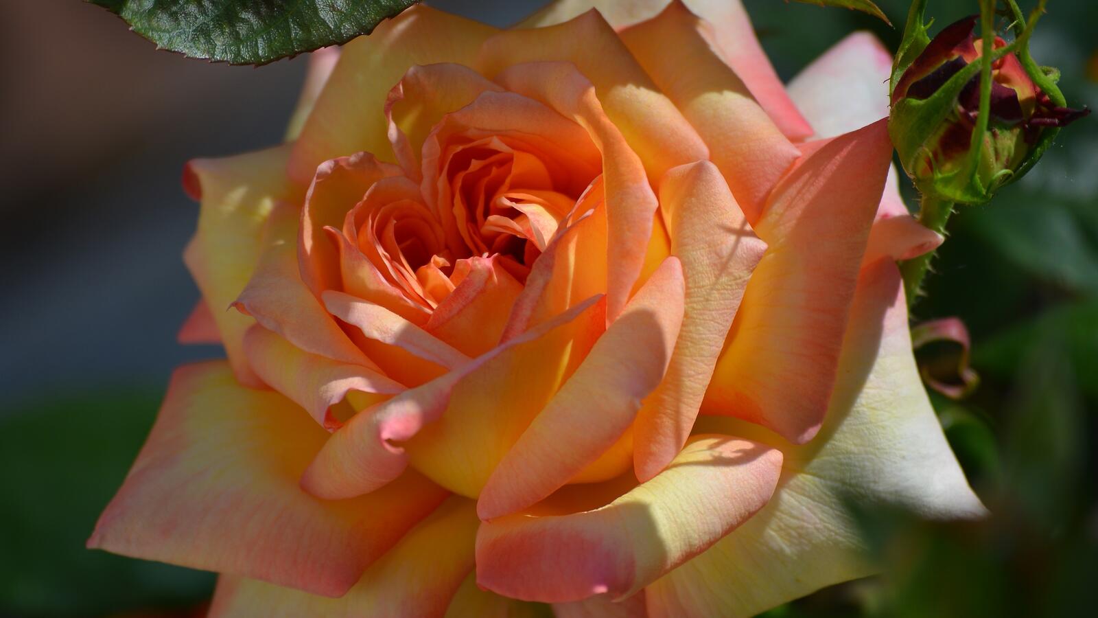 Обои обои оранжевая роза бутон розы близко на рабочий стол