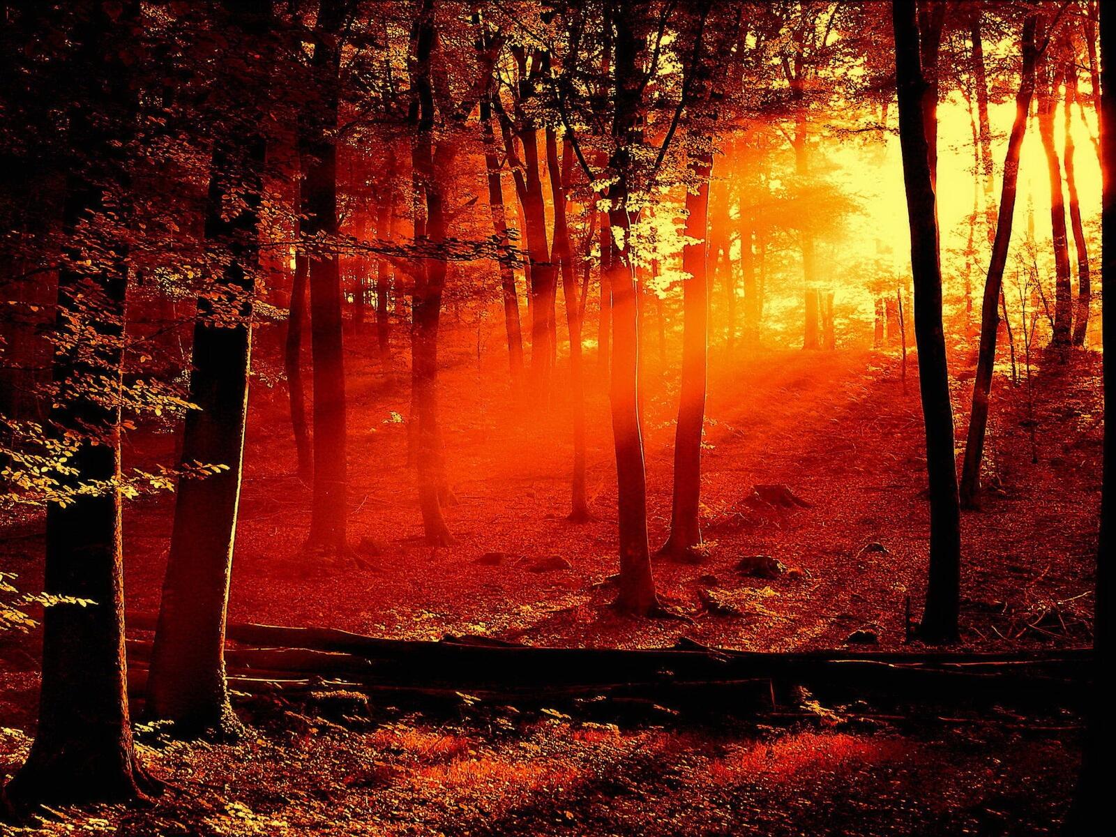 Картинка с изображением необычного солнечного света в лесу